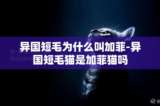 異國短毛為什么叫加菲-異國短毛貓是加菲貓嗎