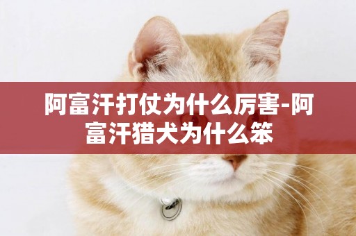 阿富汗打仗為什么厲害-阿富汗獵犬為什么笨