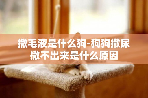 撒毛液是什么狗-狗狗撒尿撒不出來是什么原因