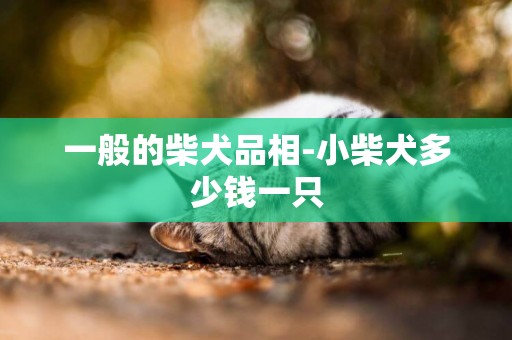 一般的柴犬品相-小柴犬多少錢一只