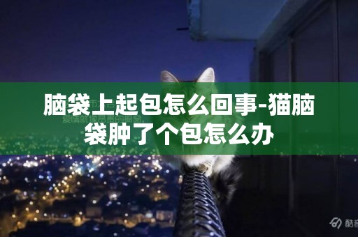 腦袋上起包怎么回事-貓腦袋腫了個包怎么辦