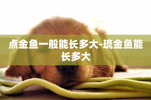 點金魚一般能長多大-琉金魚能長多大