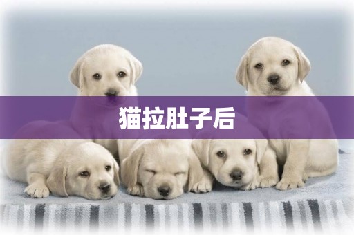 貓拉肚子后