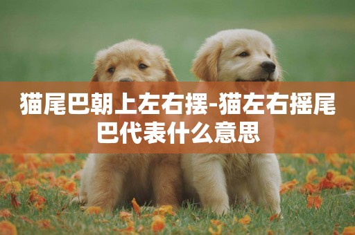 貓尾巴朝上左右擺-貓左右搖尾巴代表什么意思