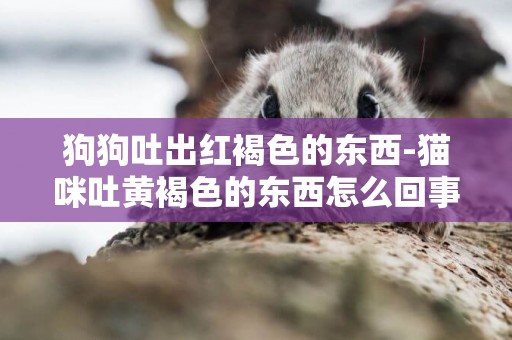 狗狗吐出紅褐色的東西-貓咪吐黃褐色的東西怎么回事