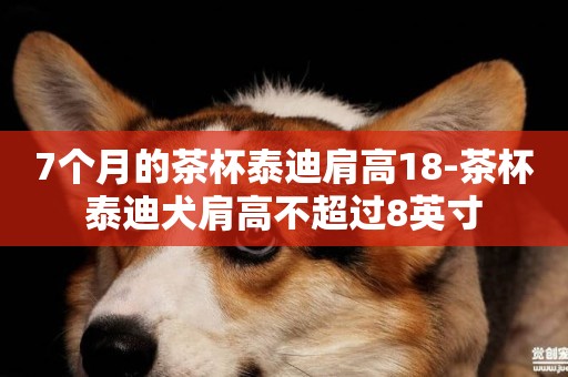 7個月的茶杯泰迪肩高18-茶杯泰迪犬肩高不超過8英寸