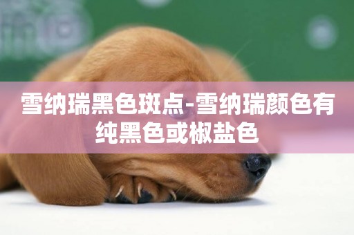 雪納瑞黑色斑點-雪納瑞顏色有純黑色或椒鹽色
