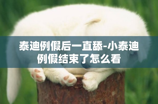 泰迪例假后一直舔-小泰迪例假結束了怎么看
