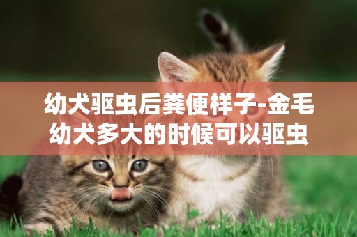 幼犬驅蟲后糞便樣子-金毛幼犬多大的時候可以驅蟲