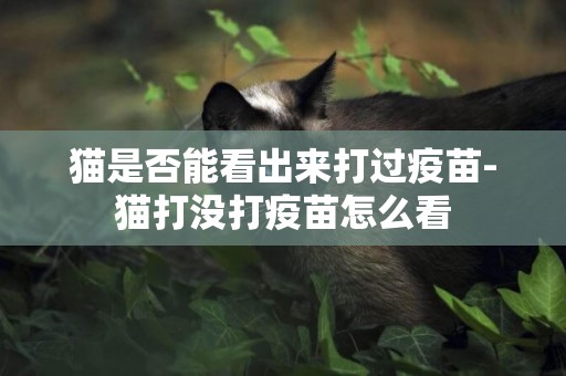 貓是否能看出來打過疫苗-貓打沒打疫苗怎么看