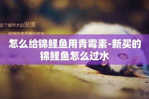 怎么給錦鯉魚用青霉素-新買的錦鯉魚怎么過水