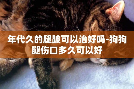年代久的腿跛可以治好嗎-狗狗腿傷口多久可以好