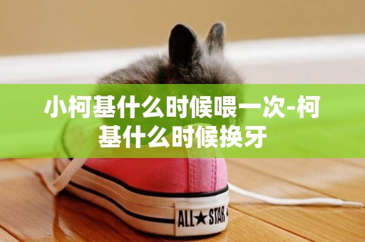 小柯基什么時候喂一次-柯基什么時候換牙