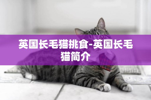 英國長毛貓挑食-英國長毛貓簡介