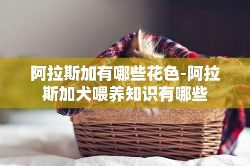 阿拉斯加有哪些花色-阿拉斯加犬喂養知識有哪些