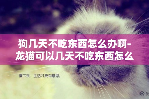 狗幾天不吃東西怎么辦啊-龍貓可以幾天不吃東西怎么辦