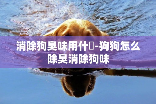 消除狗臭味用什麼-狗狗怎么除臭消除狗味