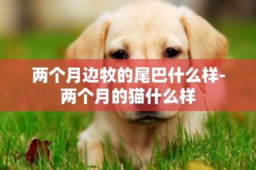 兩個月邊牧的尾巴什么樣-兩個月的貓什么樣