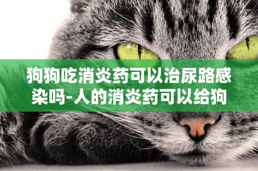 狗狗吃消炎藥可以治尿路感染嗎-人的消炎藥可以給狗吃嗎