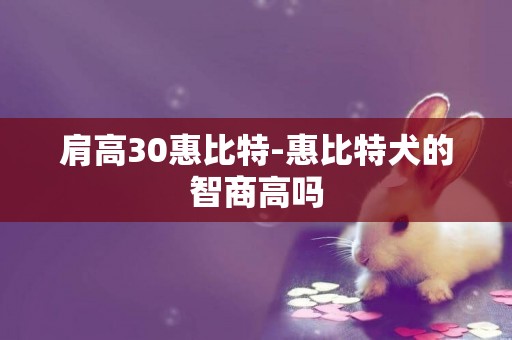 肩高30惠比特-惠比特犬的智商高嗎