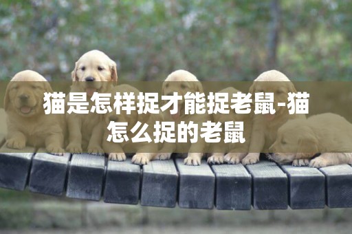 貓是怎樣捉才能捉老鼠-貓怎么捉的老鼠