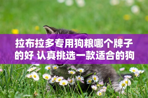 拉布拉多專用狗糧哪個牌子的好 認真挑選一款適合的狗糧吧