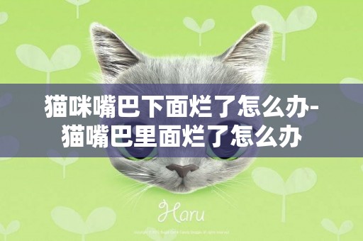 貓咪嘴巴下面爛了怎么辦-貓嘴巴里面爛了怎么辦