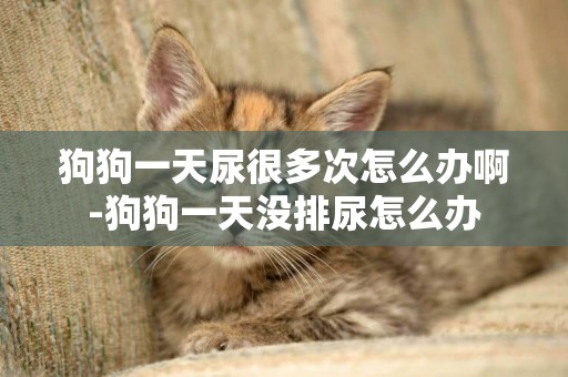 狗狗一天尿很多次怎么辦啊-狗狗一天沒排尿怎么辦