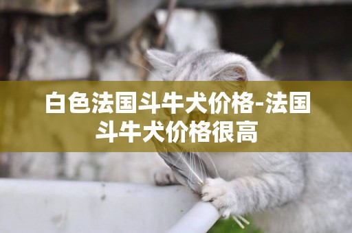 白色法國斗牛犬價格-法國斗牛犬價格很高