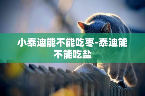 小泰迪能不能吃棗-泰迪能不能吃鹽