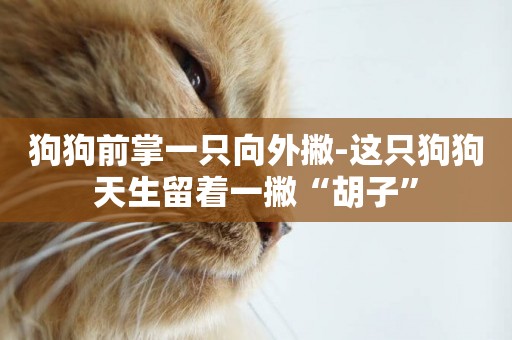 狗狗前掌一只向外撇-這只狗狗天生留著一撇“胡子”