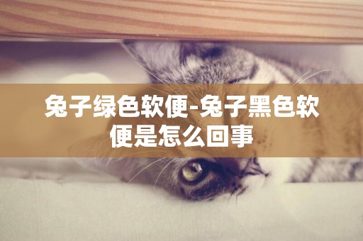 兔子綠色軟便-兔子黑色軟便是怎么回事