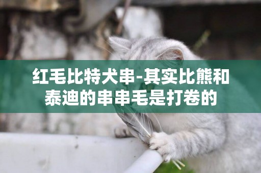 紅毛比特犬串-其實比熊和泰迪的串串毛是打卷的