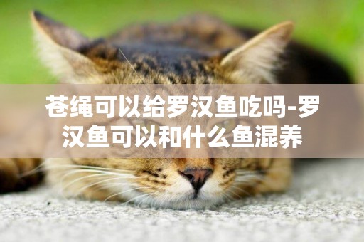 蒼繩可以給羅漢魚吃嗎-羅漢魚可以和什么魚混養