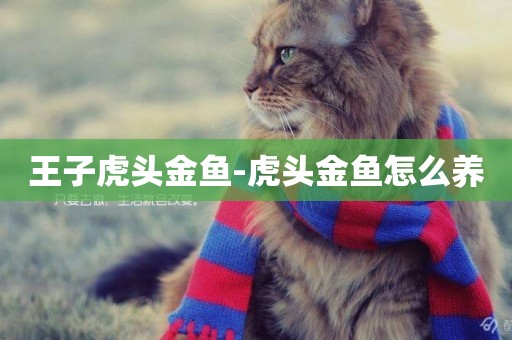 王子虎頭金魚-虎頭金魚怎么養