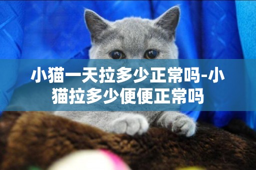 小貓一天拉多少正常嗎-小貓拉多少便便正常嗎
