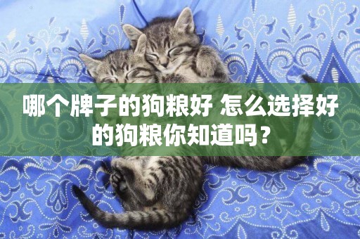 哪個牌子的狗糧好 怎么選擇好的狗糧你知道嗎？