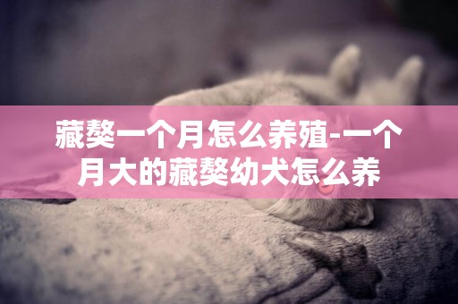 藏獒一個月怎么養殖-一個月大的藏獒幼犬怎么養