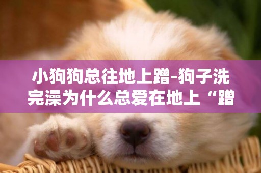 小狗狗總往地上蹭-狗子洗完澡為什么總愛在地上“蹭”來“蹭”去