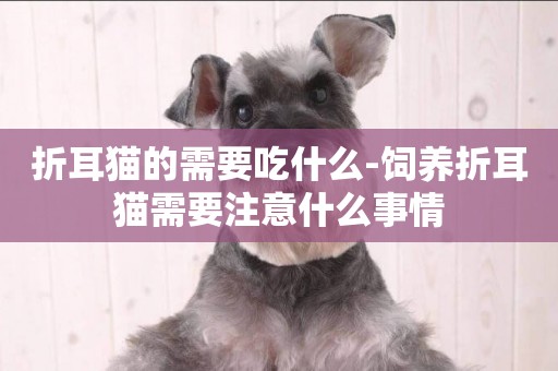 折耳貓的需要吃什么-飼養折耳貓需要注意什么事情