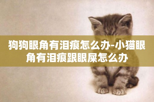 狗狗眼角有淚痕怎么辦-小貓眼角有淚痕跟眼屎怎么辦