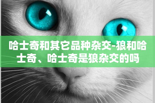 哈士奇和其它品種雜交-狼和哈士奇、哈士奇是狼雜交的嗎