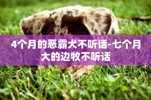 4個月的惡霸犬不聽話-七個月大的邊牧不聽話