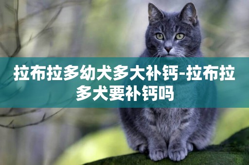 拉布拉多幼犬多大補鈣-拉布拉多犬要補鈣嗎