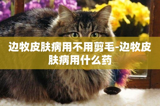 邊牧皮膚病用不用剪毛-邊牧皮膚病用什么藥