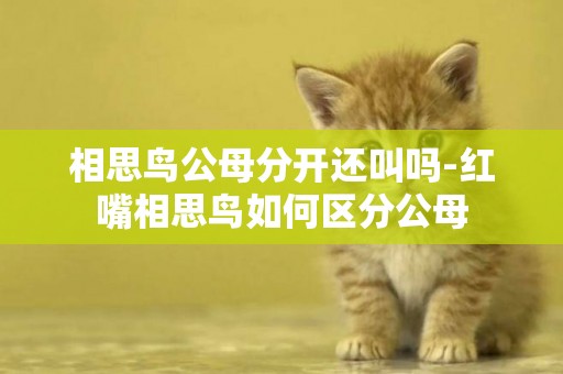 相思鳥公母分開還叫嗎-紅嘴相思鳥如何區分公母