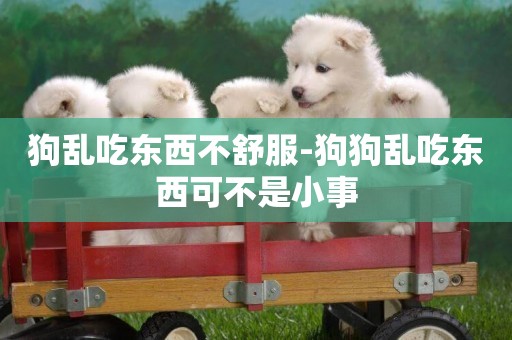 狗亂吃東西不舒服-狗狗亂吃東西可不是小事