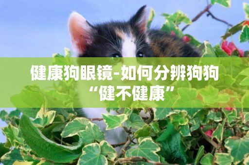 健康狗眼鏡-如何分辨狗狗“健不健康”