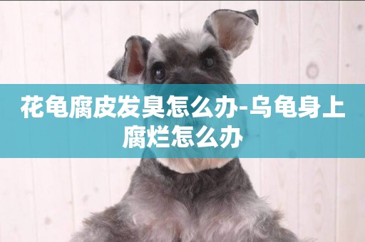 花龜腐皮發臭怎么辦-烏龜身上腐爛怎么辦