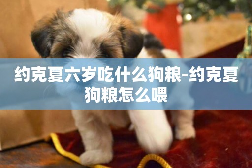 約克夏六歲吃什么狗糧-約克夏狗糧怎么喂